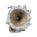 French Limestone Shell and Conch Planter (V-XEZL)