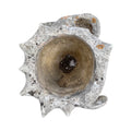 French Limestone Shell and Conch Planter (V-XEZL)